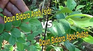 Ini diperkirakan berasal dari asia tengah, dan. Pohon Bidara Arab Yang Asli Info Nongol