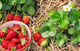 Умение, способность ich kann segeln. Was Kann Ich Zu Erdbeeren Pflanzen Garta