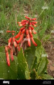 Image result for Erythrina zeyheri