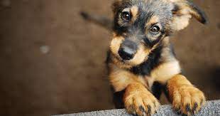 We hope that with the help of the following links, we will be able to provide some direction and insight into this important decision. 5 Ideas To Boost Adoptions At Your Animal Shelter Or Rescue Mobilecause Blog