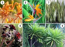Most of the plants need irrigating only during august through october. Drought Tolerant Tropical Plants For San Diego Landscapes Drought Tolerant Landscape Front Yard Tropical Plants Tropical Garden