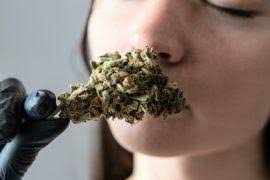 Image result for Poecilostachys