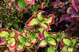 Image result for Coleus rhodesianum