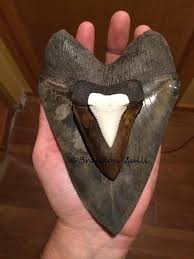 Megalodon Vs Great White Tooth Size Fossilera Com
