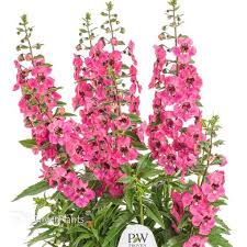 Image result for Angelonia