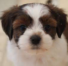 However, free bichon frise dogs and puppies are a rarity as rescues usually charge a small adoption fee to cover their expenses (usually less than $200). Baby Barks Bichon Shih Tzu Breeder Shichon Zuchon Puppies For Sale In Calgary Alberta Canada Truly The Zuchon Puppies For Sale Teddy Bear Puppies Puppies