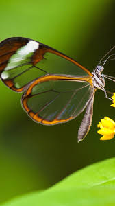 Butterfly Iphone Wallpapers 52 Pictures Wallpaperboat High quality, hd & 4k wallpaper available. butterfly iphone wallpapers 52