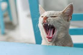 ‪Do Cats Get Bored of the Same Food? – Burns Pet Nutrition‬‏