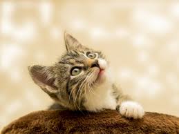 Kucing oranye betina itu langka 3wcifw4xo R53m