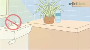 Spider plant is one of the easiest plants to take care of even if you don't have green thumbs. How To Care For A Spider Plant 11 Steps With Pictures Wikihow