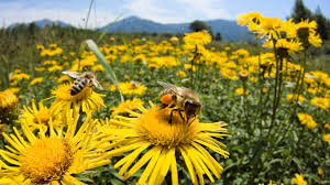 It's basically a nectar and pollen playground for. Bees Are The Only Insect In The World That Make Food That Humans Can Eat Pesticidi Api Agricoltura Biologica