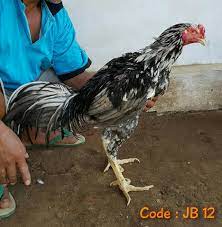 Oiya buat kesini lo bisa naik kereta api berhenti di stasiun kediri atau pun pesawat terbang turun di juanda. Peternakan Ayam Bangkok Kediri Jawa Timur Tentang Kolam Kandang Ternak
