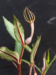Image result for Ceropegia conrathii
