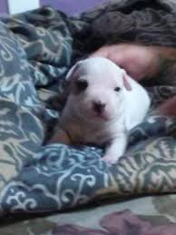 You can buy puppies with a balanced temperament and sound mind. Baby Pitbulls For Sale In Boston Massachusetts Classified Americanlisted Com
