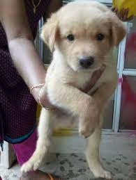 16,095 likes · 1,512 talking about this. Msg From Vimal Malaysia Independent Animal Rescue Facebook