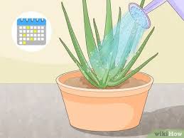 We did not find results for: 3 Easy Ways To Prevent Aloe Vera Leaves From Turning Brown