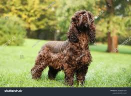 Image result for irský vodní španěl