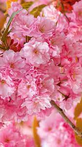 Wallpaper Sakura 4k Hd Wallpaper Cherry Blossom Pink Spring Flowers Nature 10302 Spring Wallpaper Hd Spring Wallpaper Nature Iphone Wallpaper