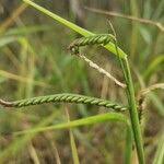 Image result for Urochloa eminii