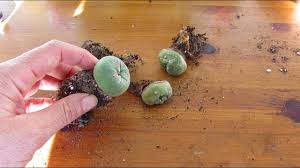 Here are a few examples this first one is of a young grafted lophophora williamsii that my. Saving My Lophophora Diffusa Cactus Peyote Cactus From Rot Youtube