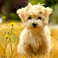 Custom Unique Gift Pet Oil Painting Pet Lover Wall Art Dog Puppy Photo Canvas 16x20 Cok Sirin Hayvanlar Hayvan Fotografciligi Hayvan Resimleri