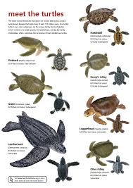 Sea Turtles Turtle Conservation Sea Turtle Pictures Leatherback Turtle