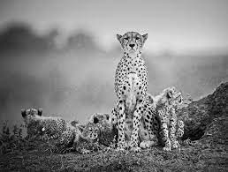 Photography Office On Twitter Animal Photography Animals Animal Photo