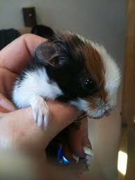 Cutie pie baby guinea pigs. Tiny Newborn Baby Guinea Pigs Newborn Baby