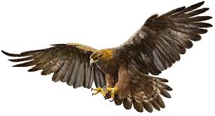 Resultado de imagen de aves rapaces