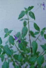 Image result for Streptocarpus buchananii