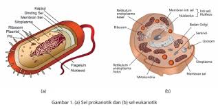 Padi, 600 ml air limbah rpa, 100 ml molase, 10 ml em4 yang difermentasikan secara anaerob selama 14 hari. Sel Prokariotik Vs Sel Eukariotik Halaman All Kompasiana Com