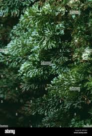 Image result for Hymenophyllum tunbridgense