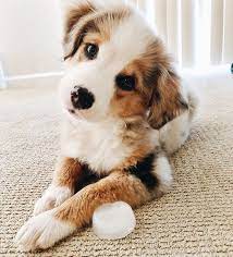 Nine Favorite Things Half Baked Harvest Cute Animals Cute Baby Animals Cute Dogs