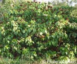 Image result for Bixaceae