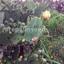 A new prickly pear cactus can be started by planting seeds, but growth is extremely slow. Opuntia Dillenii Buy Seeds At Rarepalmseeds Com