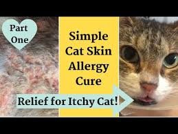 Also called miliary eczema, papulocrusting dermatitis or scabby cat disease, miliary dermatitis is a collection of crusty skin lesions around the. Home Remedy For Cat With Itchy Inflamed Skin Allergy Relief Youtube