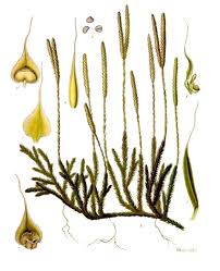 Image result for Lycopodium clavatum