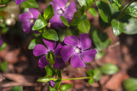 Image result for Vinca minor