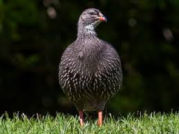 Image result for Stenostelma capense