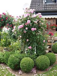 Rosen Und Clematis Clerotiker 2015 Seite 12 Rund Um Die Rose Mein Schoner Garten Online Cottage Garten Garten Gartenrosen