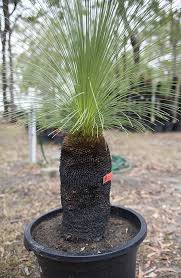 Grass Trees Black Boy Plants Make Gardens Unique They Have A Striking Appearance And Can Live For Hundreds Of Years Th Plants Trees To Plant Unique Gardens