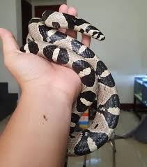 But however big your corn snake gets, caring. Corn Snake Growth Chart And Development Stages
