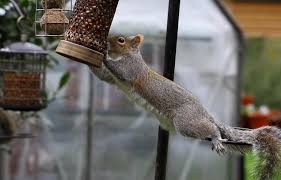 Identify food sources and eliminate them. What Can I Do To Keep Squirrels Off Of My Birdfeeders Unh Extension