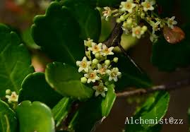 Image result for Gymnosporia glaucophylla