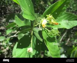 Image result for Melhania forbesii