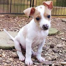 We profile preloved dogs and cats, puppies and kittens being placed for adoption by owners who can no longer care for them. Dog Adoption Atlanta Ga Area