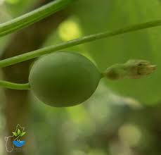 Image result for Zehneria