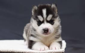 The siberian husky is the most popular breed with blue eyes. Baby Husky Wallpapers Wallpaper Cave