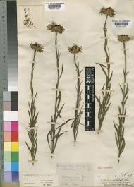 Image result for Callilepis laureola