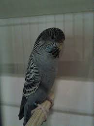 See more ideas about parakeet, parakeet colors, budgies. 80 Wellensittiche Ideen In 2021 Sittich Wellensittich Vogel Als Haustiere